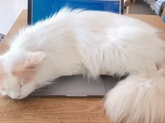 -平行世界·猫咖(首经贸店)