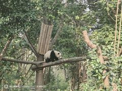 -成都大熊猫繁育研究基地