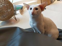 -飞行喵MR PILOT|猫舍·猫咖(静安大融城店)