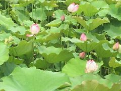 android_upload_pic-石家庄市植物园