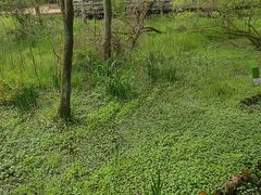 -西湖风景区-江洋畈生态公园
