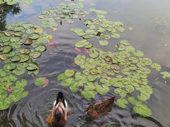 -莲花池公园