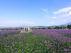 薰衣草庄园-曲江薰衣草庄园