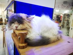 -喵园·猫主题咖啡厅·撸猫·猫咖(国贸店)