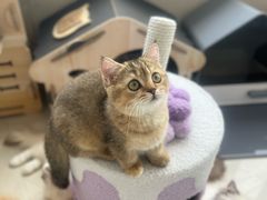 -珠海悠米米努特矮脚猫舍