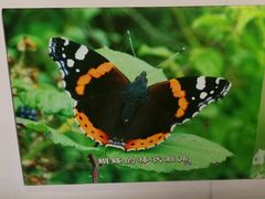 -上海昆虫博物馆