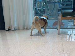 -帕帕拉兹宠物(亚洲旗舰店)