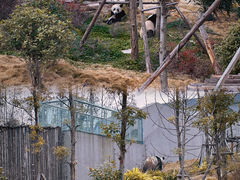 -成都大熊猫繁育研究基地