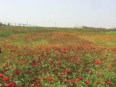 -光明小镇欢乐田园