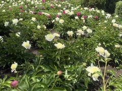 -黑龙江省森林植物园