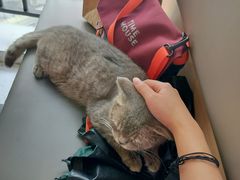 -喵园·猫主题咖啡厅·撸猫·猫咖(国贸店)