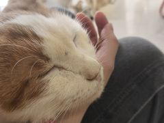 -平行世界·猫咖(首经贸店)