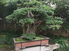 -上海醉白池公园