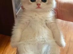 -欣宠猫屋·矮脚拿破仑·蓝金金渐层