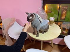 -李小姐の猫咖啡馆(五角场店)