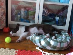-翊宠yipet猫狗购宠庄园犬舍•猫舍