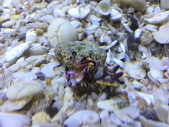 -瑞普利水族馆