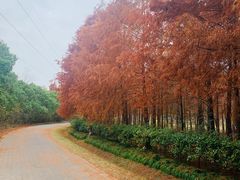 -上海海湾国家森林公园