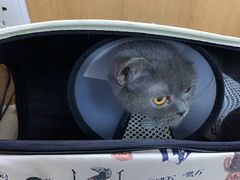 -联合动物医院(光谷诊疗中心)
