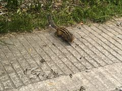 -五营红松林海景区