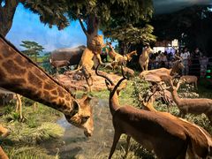 -国家自然博物馆