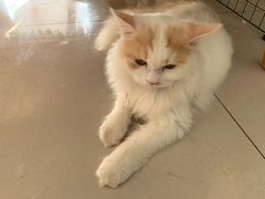 -平行世界·猫咖(首经贸店)