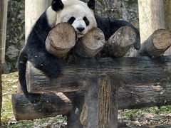 -都江堰中华大熊猫苑