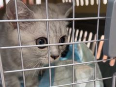 -四月宠物医院·猫专科·心脏专科·内科(转塘店)