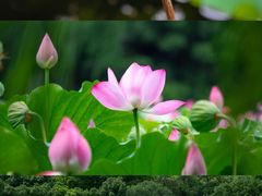 -西湖游船