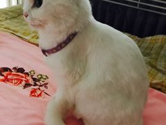 -康乐宝动物医院