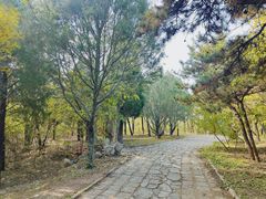 -云岗森林公园