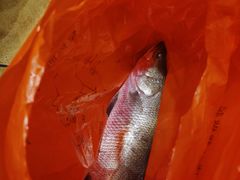 -海儀美食楼(湾仔海鲜街店)