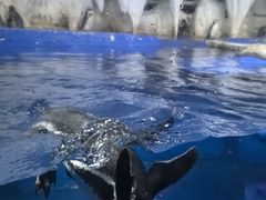 -太平洋海底世界