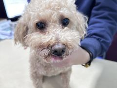 -顺强宠物诊所·狂犬免疫·夜诊·骨科(嘉定店)