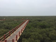 -北海金海湾红树林生态旅游区