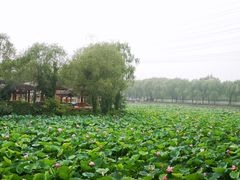 -尚庄度假村·庭台树下·户外烧烤·团建CS·轰趴营地(上庄水库店)