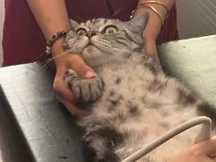 -伟伟宠物医院·CT影像中心·瑞派犬猫综合性门诊(汉口总院)