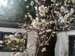 -秋霞圃