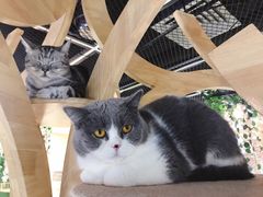 -猫和宫(六道口店)