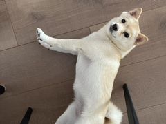 -瑞派宠物医院·犬猫全科·猫友好(宾水西道店)