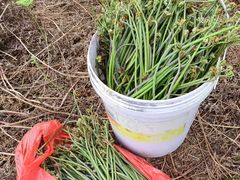 -郴州特产舜华临武鸭(郴州西站店)