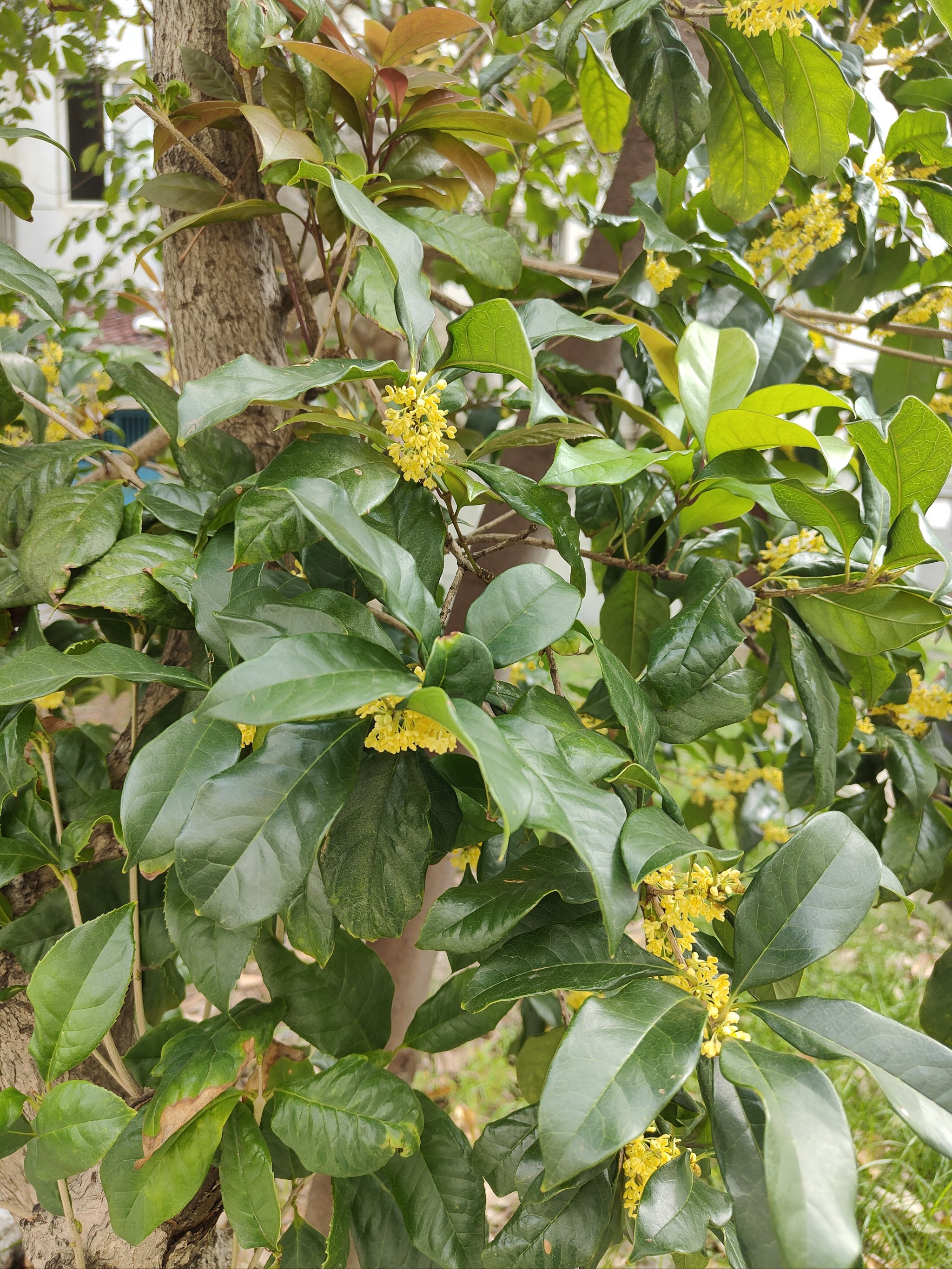 桂花是什么季节开的图片