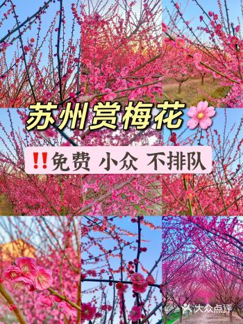 苏州梅花季｜西山岛初春赏梅花旅行攻略