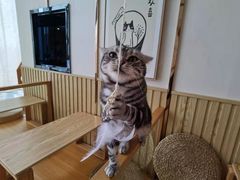 -Catmate·猫肥家润(金润铂宫店)