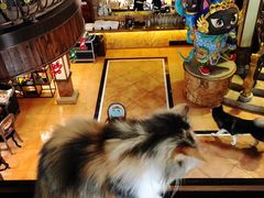 -more than meow吴止猫主题餐厅(承德 中船汇店)