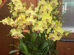 -蝶园·装修中(BFC外滩金融中心店)