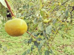 9月脆甜柿子熟了，自然脱涩即摘即吃超好吃的时令水果-武汉世外桃源农庄