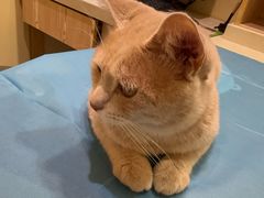 -城北动物医院·24h眼科·猫科·CT