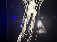 -上海海洋水族馆