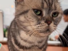 -有猫主题·治愈系猫咖(曾厝垵店)
